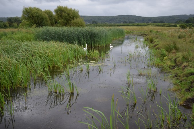 Attwells pond work party July 2016 (11)