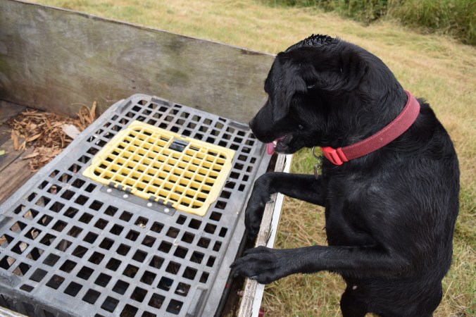 Duck Ringing 2016 (130)