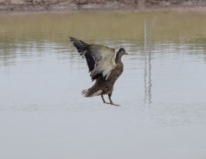 Duck Ringing 2016 (176)