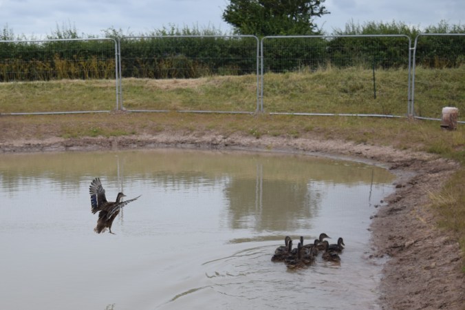 Duck Ringing 2016 (99)