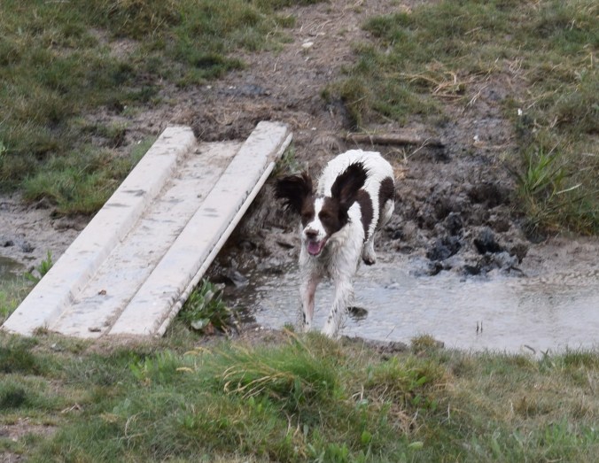 Gun dog scurry July 2016 (43)