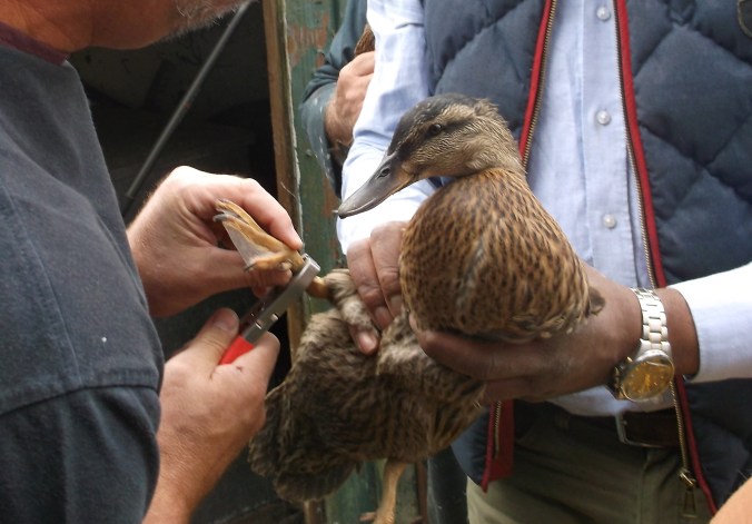 Duck ringing (14)