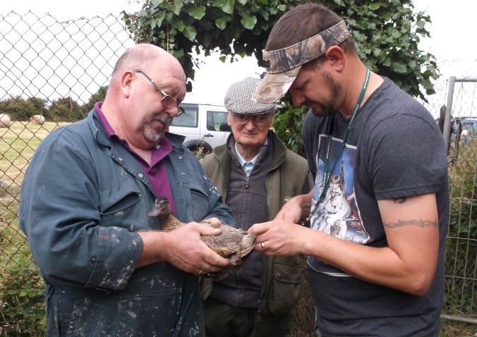 Duck ringing (26)